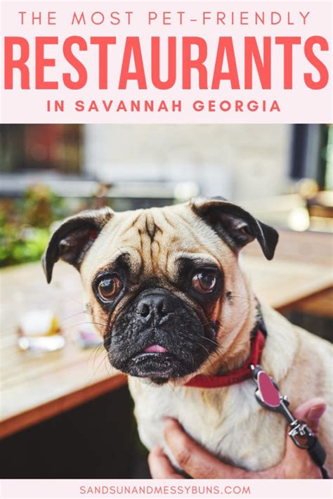 Dog-Friendly Restaurants in Savannah, GA | Sand Sun & Messy Buns