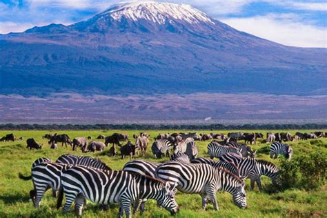 Kilimanjaro national park | Mountain Kilimanjaro | Tanzania Safaris Tour