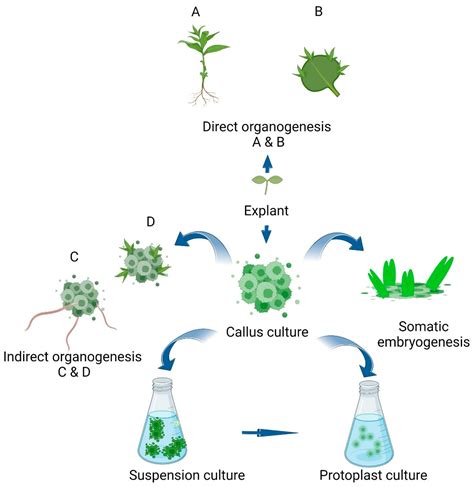 Plant Cell Culture