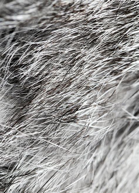 808 Rabbit Fur Texture Stock Photos - Free & Royalty-Free Stock Photos ...