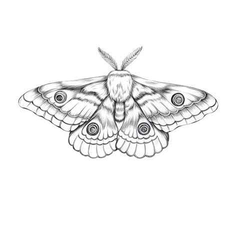 Moth Illustration … in 2020 | Moth tattoo design, Moth illustration ...