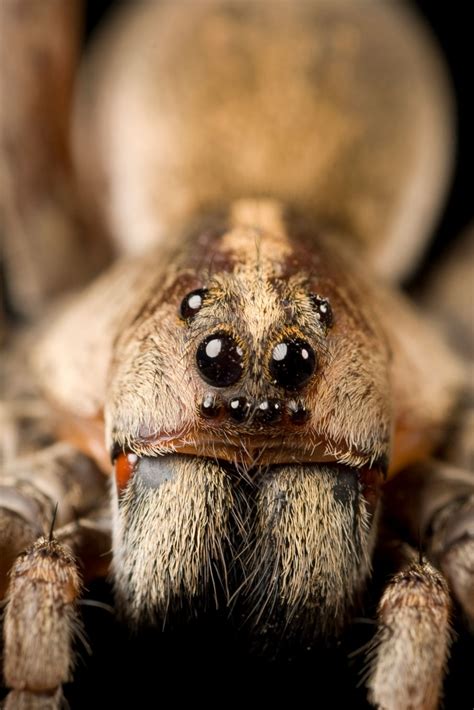 Bird Eating Spider