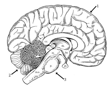 Brain Worksheet Printable Coloring Pages