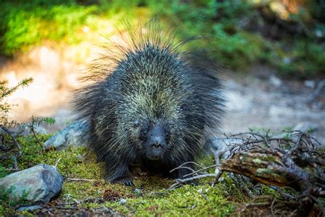 Where to Spot Wildlife in the Canadian Rockies | In A Faraway Land