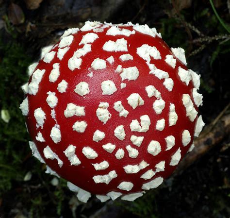 2,400+ Orange Agaric Photos Stock Photos, Pictures & Royalty-Free ...