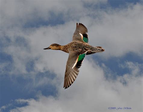 Green Winged Teal female | Teal duck, Duck art, Waterfowl