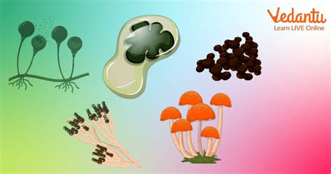 Plants vs Fungi - Features, Types, and Characteristics