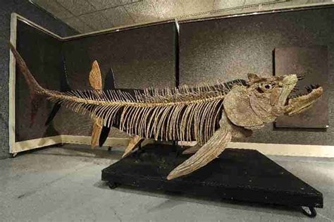 Fossil of giant 70m year-old fish found in Argentina | Geology Page