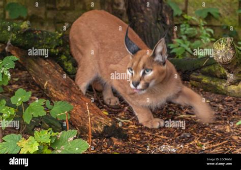 Adult male Caracal (Caracal caracal) or African lynx, in green ...