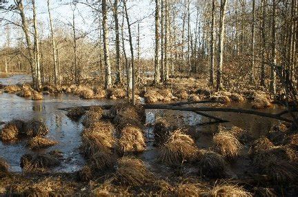 Great Swamp National Wildlife Refuge expands in $700K land deal | NJ.com