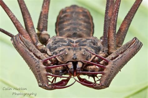 whip scorpion - Google Search | Weird insects, Bugs and insects, Arthropods