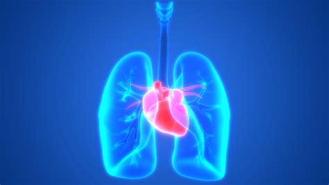 [DIAGRAM] Diagram Of The Lungs And Heart - MYDIAGRAM.ONLINE