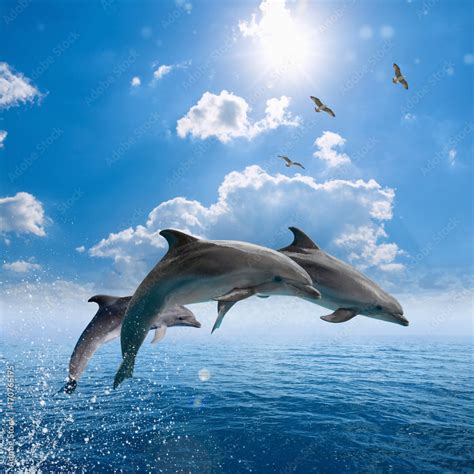 Dolphins jumping out of blue sea, seagulls fly high in blue sky Stock ...