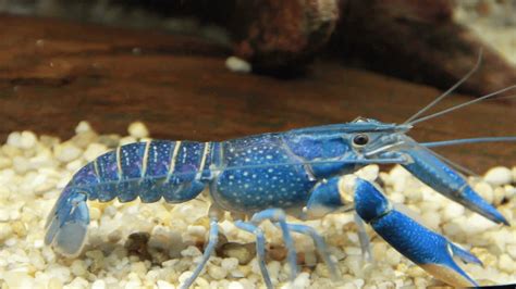 Crayfish: Characteristics, reproduction, care, and more...