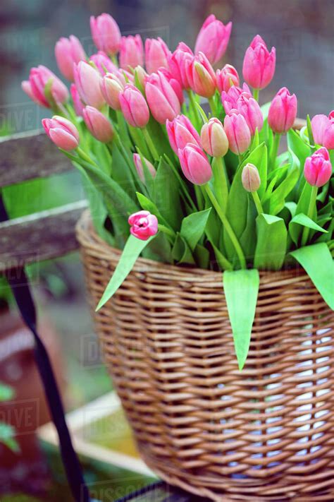 Basket with huge bouquet of pink tulips in amsterdam. trip to the ...