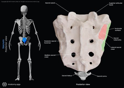 Sacrum Anatomy Diagram