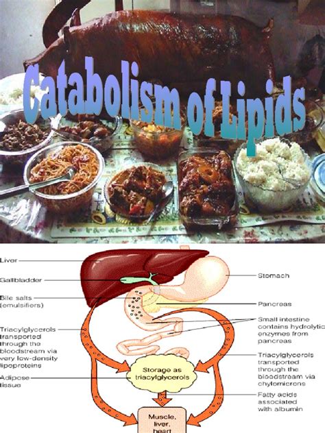 Lipid Metabolism Part2 | PDF | Ketosis | Fatty Acid