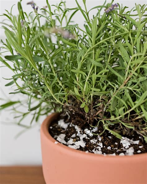 How to Grow Lavender Indoors | Apartment Therapy