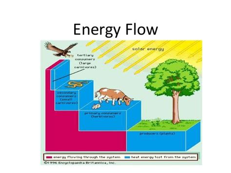 Energy Flow Diagram Examples