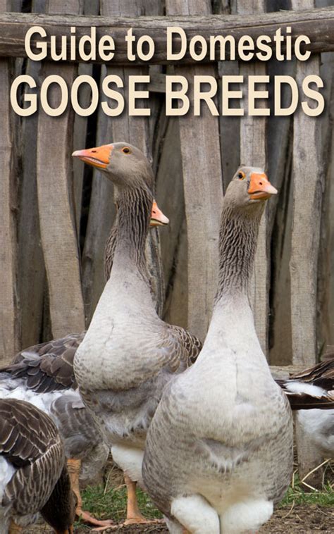 Guide to Domestic Goose Breeds - Backyard Poultry