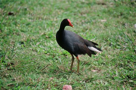 common moorhen - Gallinula chloropus - NatureWorks