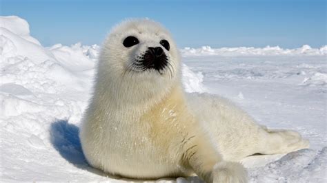 Cute Harp Seals Pups