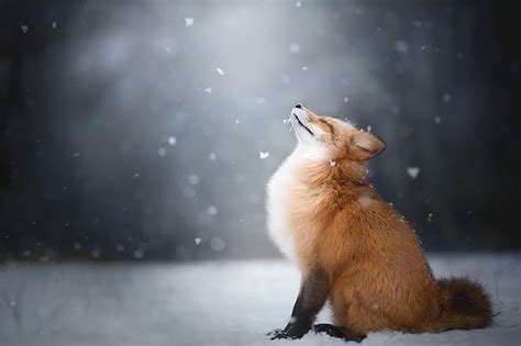 Snow Fox Wallpaper - WoodsLima