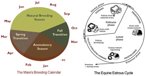 Mare Estrous Cycle Chart