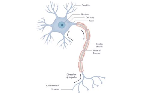 Neuron Diagram Blank