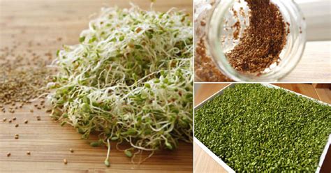 Growing Sprouts At Home | Quick 2 Minutes Sprouting Guide ⋆ HTGT