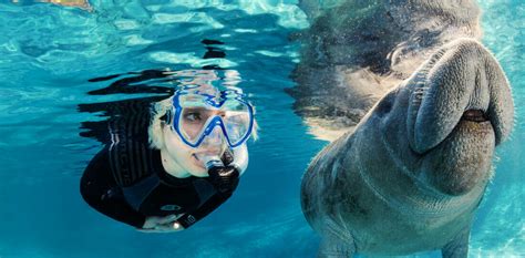 Snorkeling Adventures In San Pedro, Belize | Castaway Caye