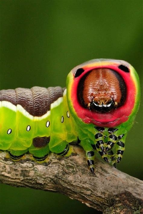 Download Close-Up Caterpillar Insect Wallpaper | Wallpapers.com