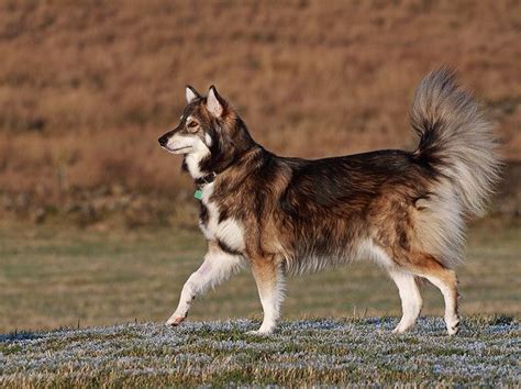 The Utonagan Dog - Guide & Top Facts - Animal Corner