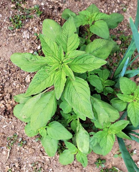 Amaranth Greens - Cooking Amaranth Leaves | Hank Shaw