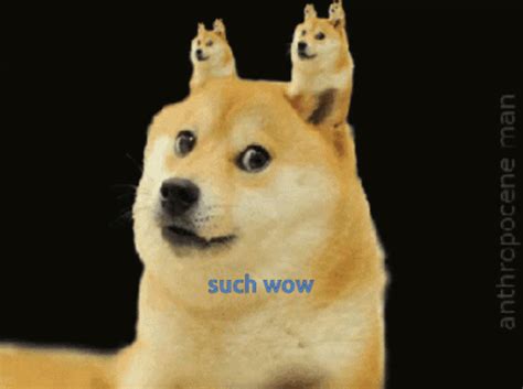 Doge Such Wow GIF - Doge Dog Such Wow - Discover & Share GIFs