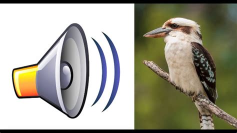 Kookaburra - Sound Effect (HD) - YouTube