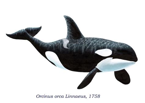 Orcinus orca: Systematics, Habitat, Biology, Ecological Role ...