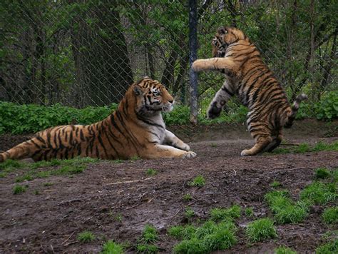 Bill's Photos ect.: Tiger playing with cub.