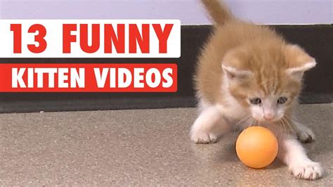 BEST of 90s ANIMALS and KIDS FAILS - 90's KIDS will understand - Cat Empire