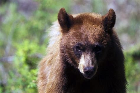 Where to see native animals in Mexico | Rough Guides | Rough Guides