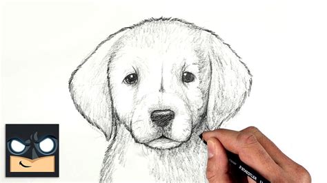 How To Draw a DOG | GOLDEN LAB PUPPY | Sketch Saturday - YouTube