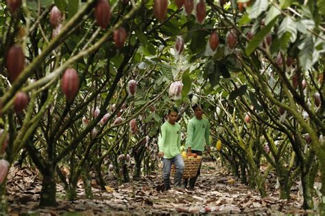 Cacao from Puentespina Farms given heirloom status — one of only 16 ...