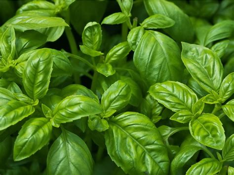 Basil Diseases: Common Basil Plant Problems | Gardening Know How