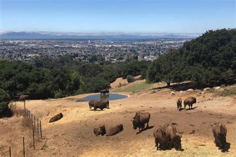 Wildlife Adventure at the Oakland Zoo | Marin Mommies