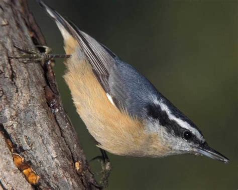 Red breasted nuthatch - Alchetron, The Free Social Encyclopedia