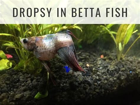 Dropsy in Betta Fish | Fishkeeping World