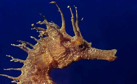 Long Snouted Seahorse - Ocean Animals