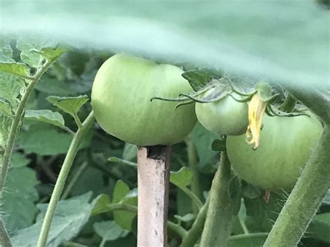 My Love-Hate Relationship: Growing Tomatoes in Florida