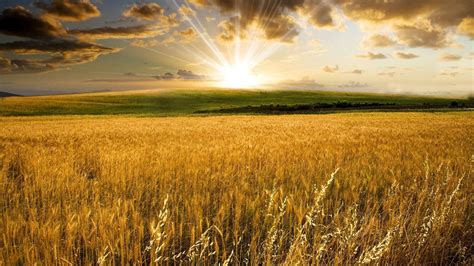 Wheat Field Wallpapers - Top Free Wheat Field Backgrounds - WallpaperAccess