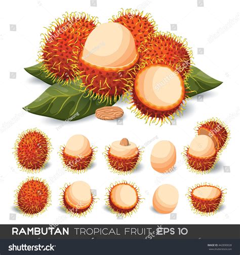 Rambutan: Over 5,047 Royalty-Free Licensable Stock Illustrations ...